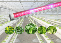 LED Growth Lights for Plants and Animals